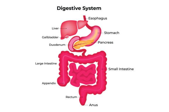 Digestive System Medical Illustration: Graphics & Illustrations