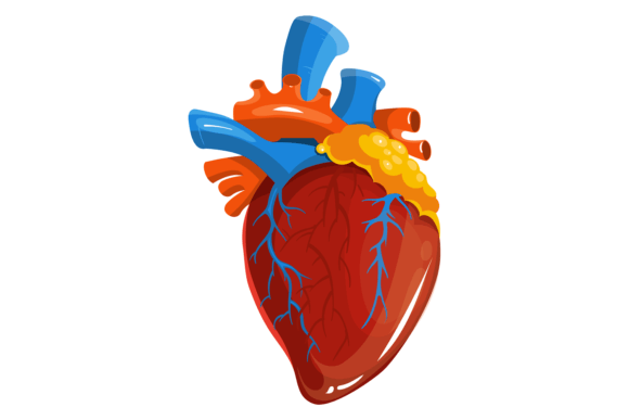 Human Heart Medical Illustration: Graphics & Illustrations Review