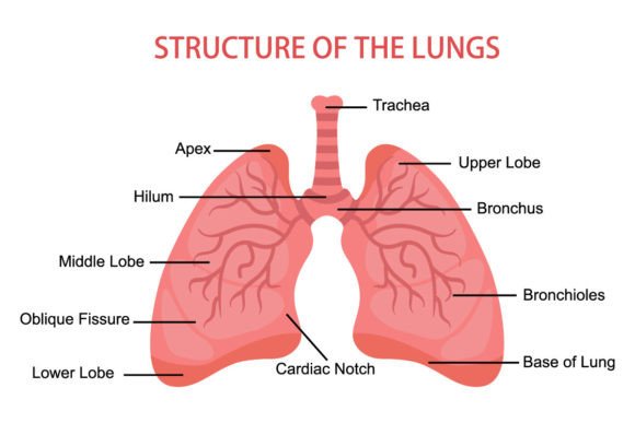 Reviewing Human Lungs Anatomy Medical for Stitch